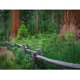 thumbnail image 2 of Miller, Anna 24x19 White Modern Wood Framed Museum Art Print Titled - Mariposa Grove-Yosemite-Sierra Mountains-California-USA, 2 of 4