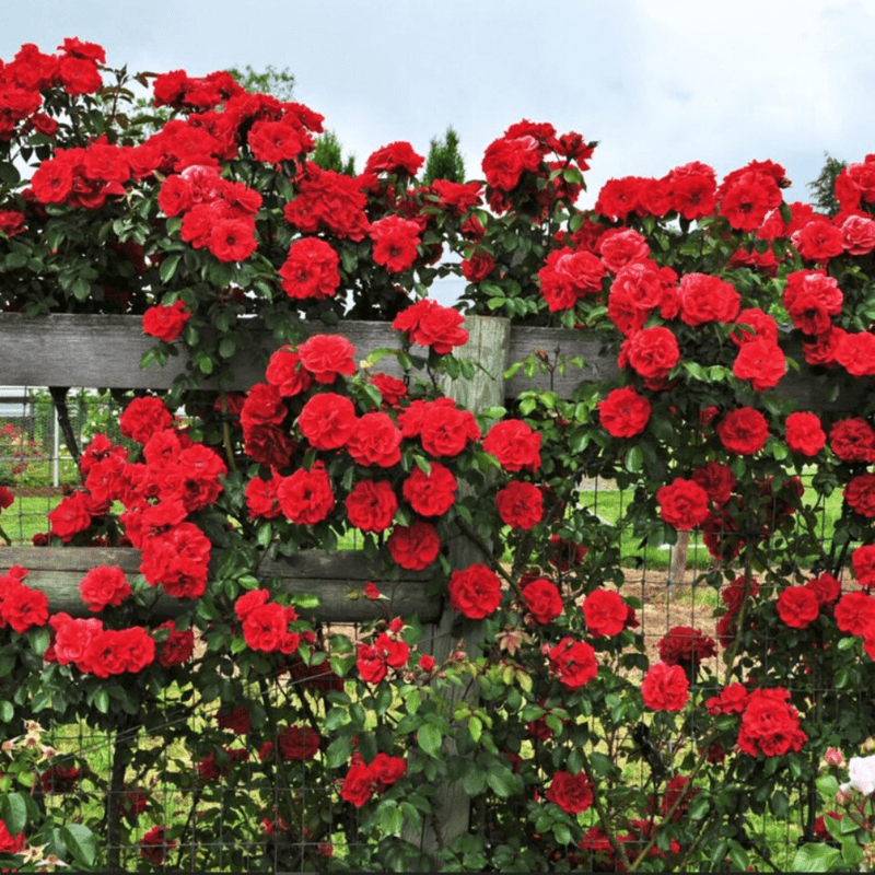 30 Red Climbing Rose Seeds, Perennial