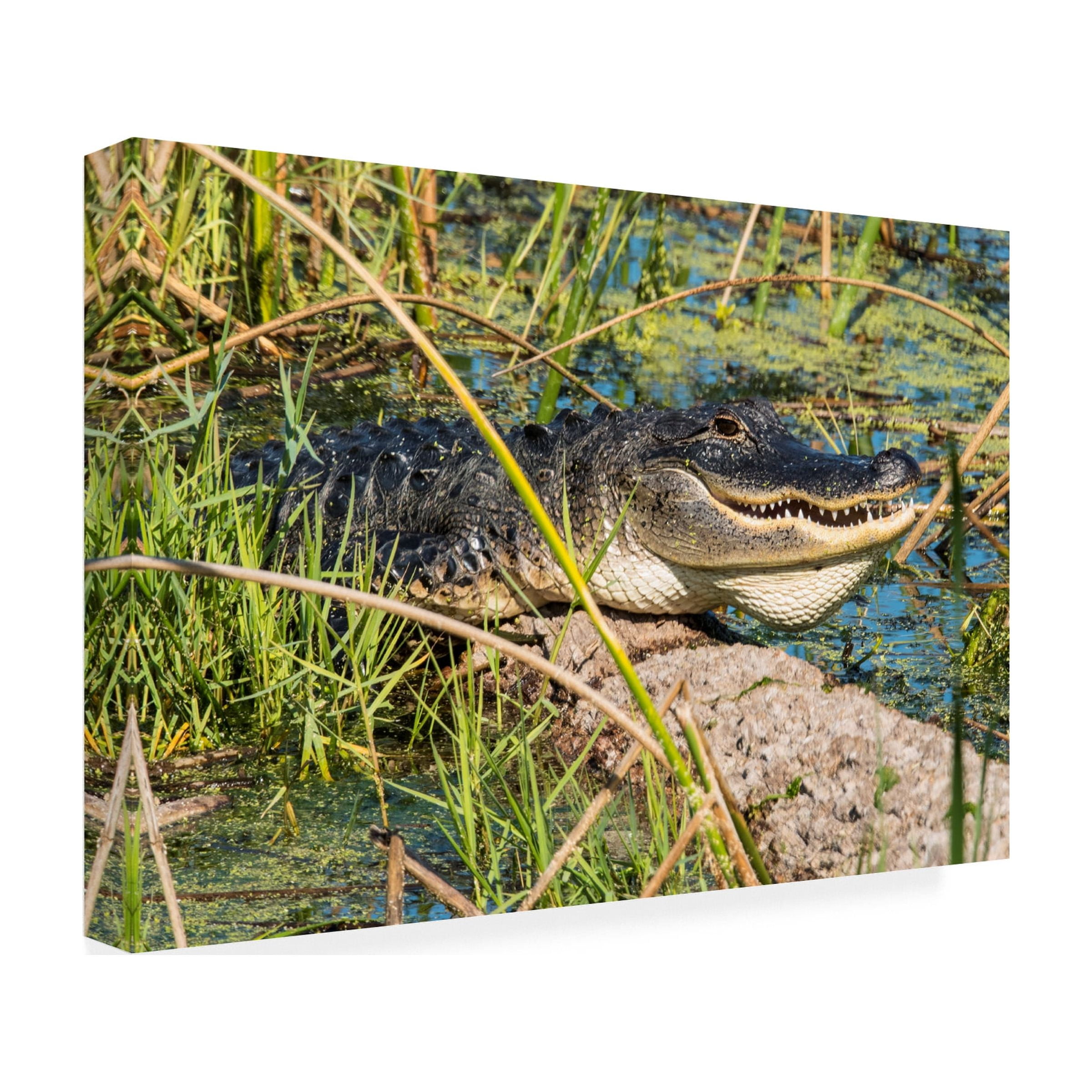 Robert Michaud 'Gator 1' Canvas Art