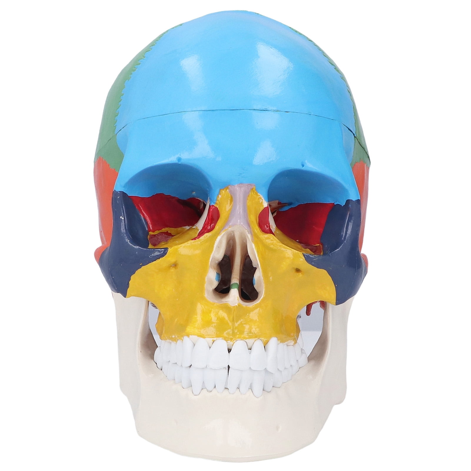 Suodoka Life Size Colored Human Skull Anatomical Model 3-Part Detachable Medical Anatomy Tool for Teaching with Chart (8.6 inches / 22 cm)