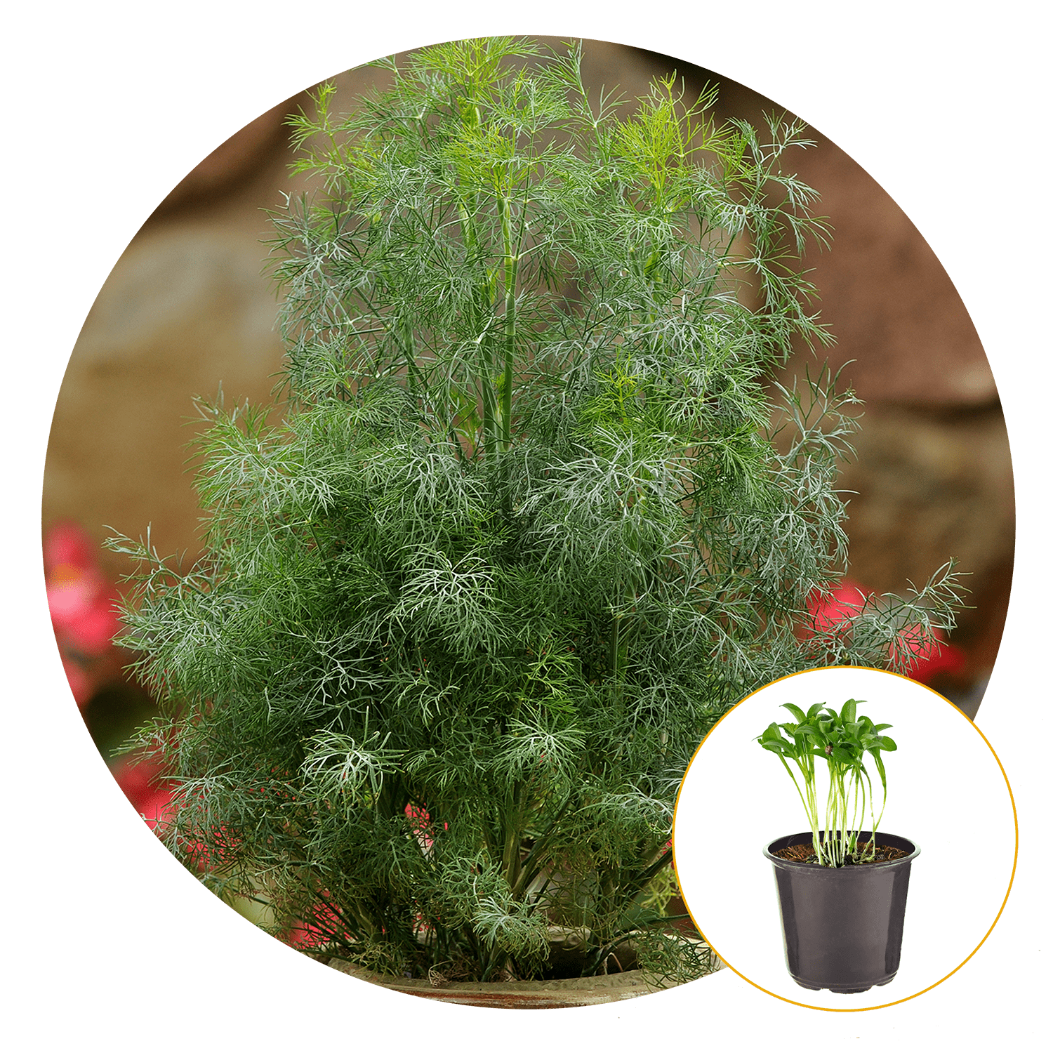 Ferry-Morse Plantlings Dill Fernleaf Live Plants 4in. Pot, 2 Pack