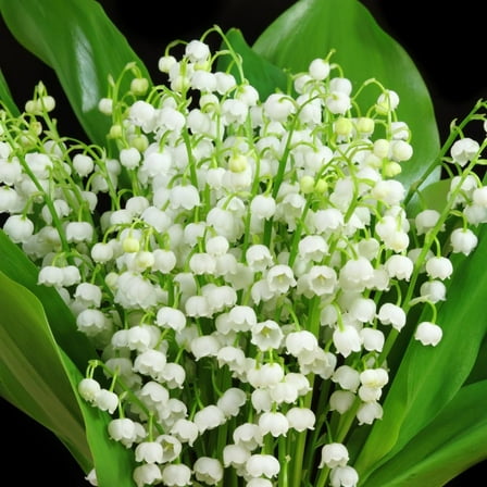 Set 5 Live Lily of the Valley Plant Roots, Fragrant White Bell Flower, Shade-Loving Perennial Ground Cover