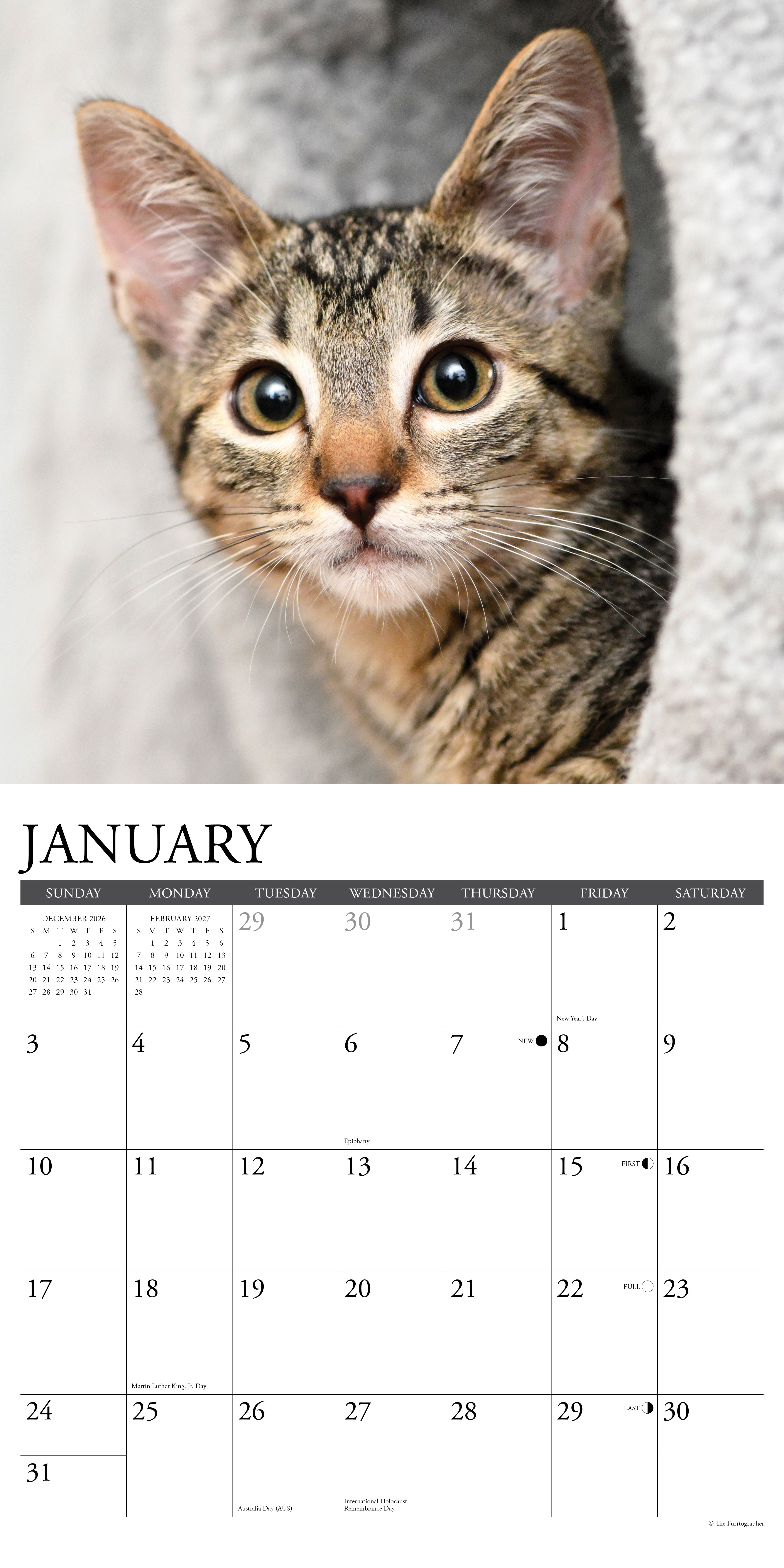 Willow Creek Press, Tabby Cats 2027 Wall Calendar