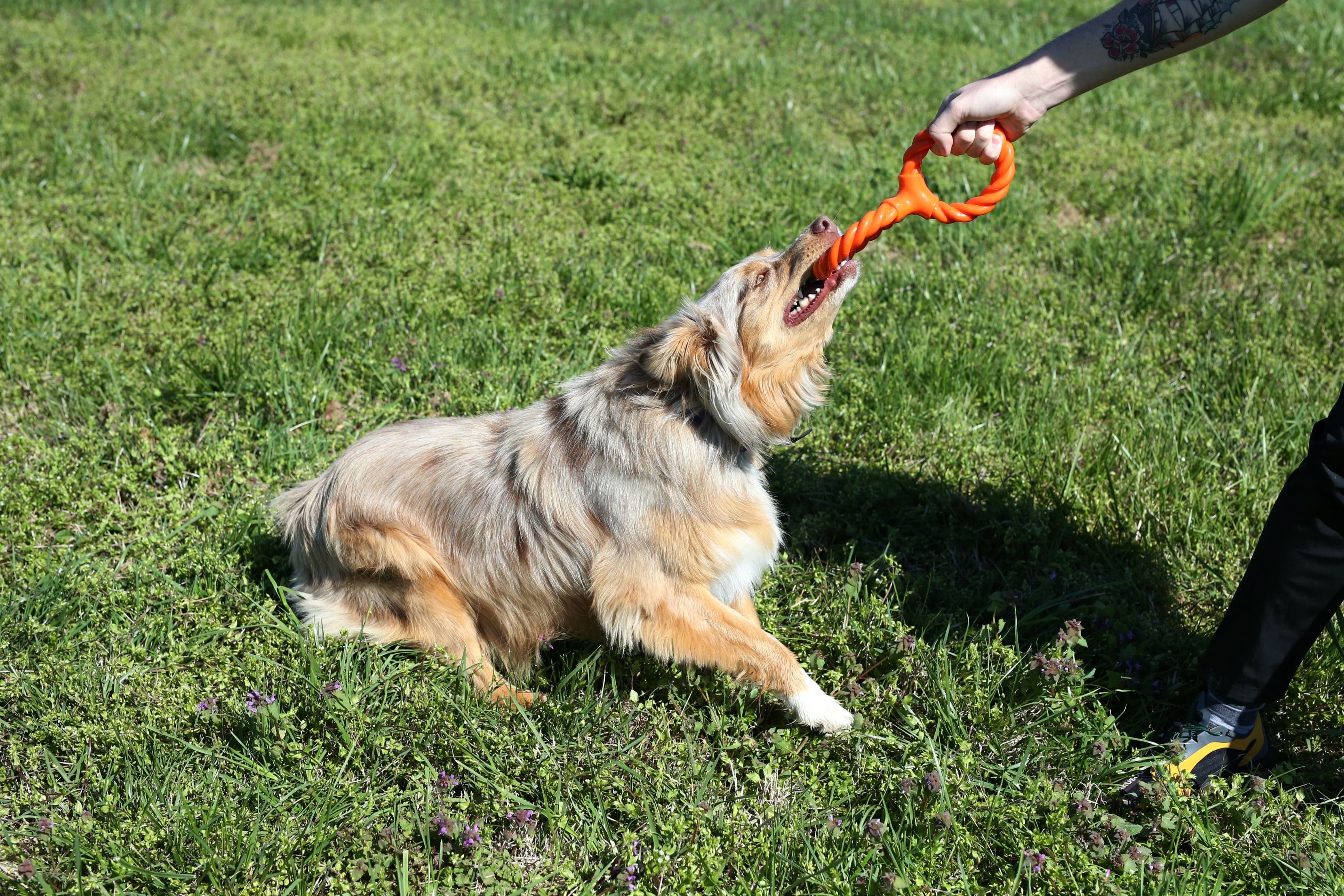 Infinity Pet TPR and Rope Twist n Tug Toy, Double Ring, Orange