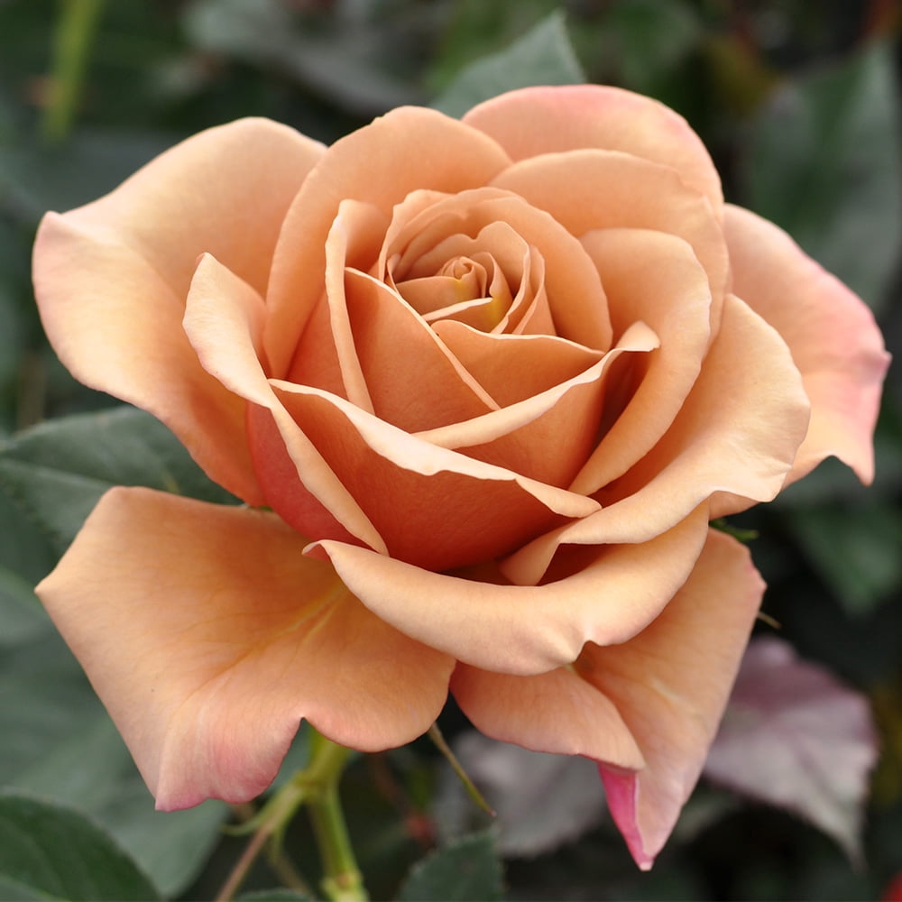 Heirloom Roses Rose Bush - The Koko Loko Floribunda Plant , Live Plants For Outdoors , Own Root Rose Bushes For Planting , One Gallon Potted Outdoor Flower Plants