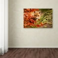 thumbnail image 3 of Trademark Fine Art 'Fox' Canvas Art by Robert Adamec, 3 of 3