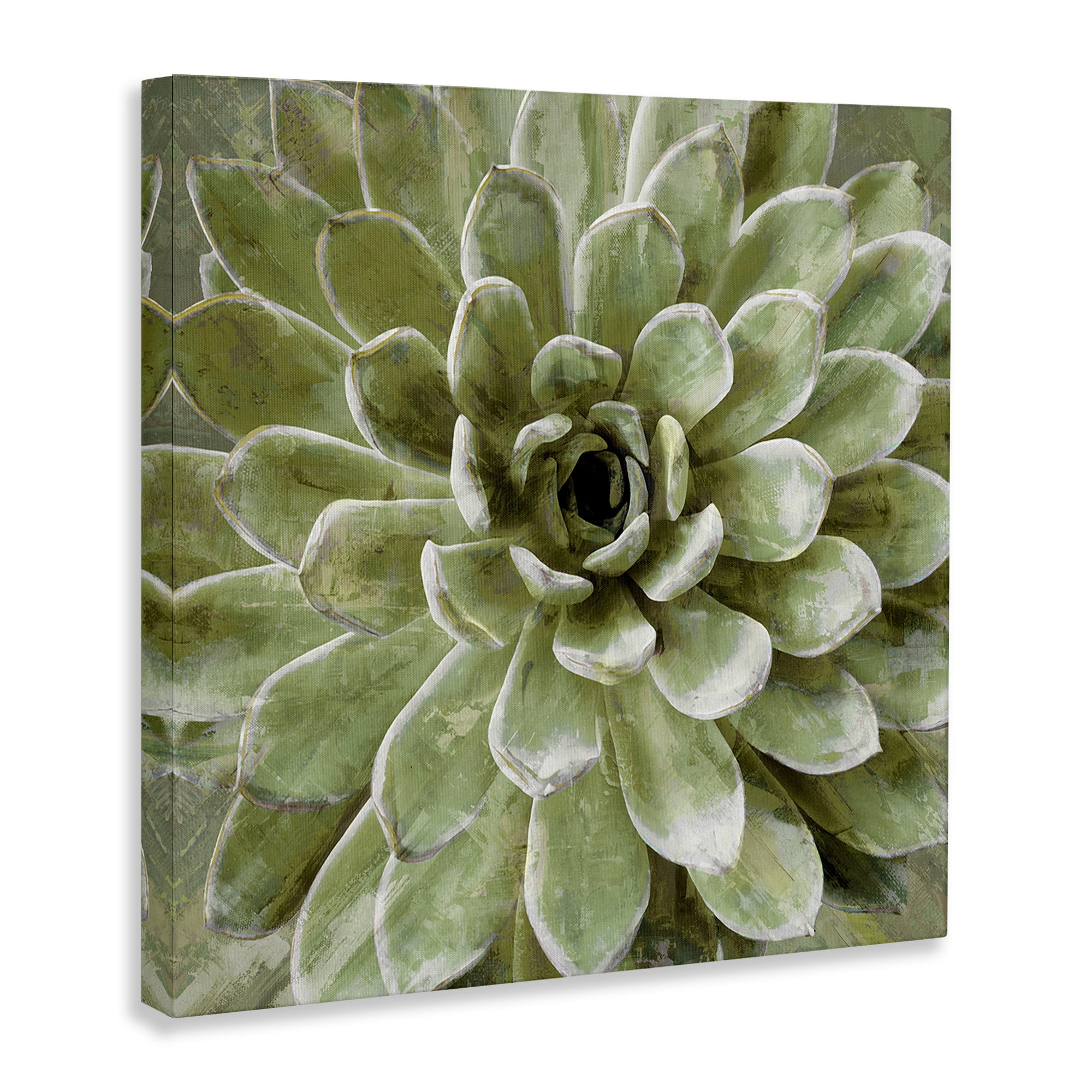 The Stupell Home Decor Collection Green Painted Botanical Succulent Bloom Oversized Stretched Canvas Wall Art, 24 x 1.5 x 24