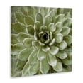 thumbnail image 3 of The Stupell Home Decor Collection Green Painted Botanical Succulent Bloom Oversized Stretched Canvas Wall Art, 24 x 1.5 x 24, 3 of 7