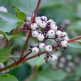 thumbnail image 4 of Brighter Blooms - Red Twig Dogwood Shrub, 1 Quart - No Shipping to AK, AZ, FL, HI, 4 of 7
