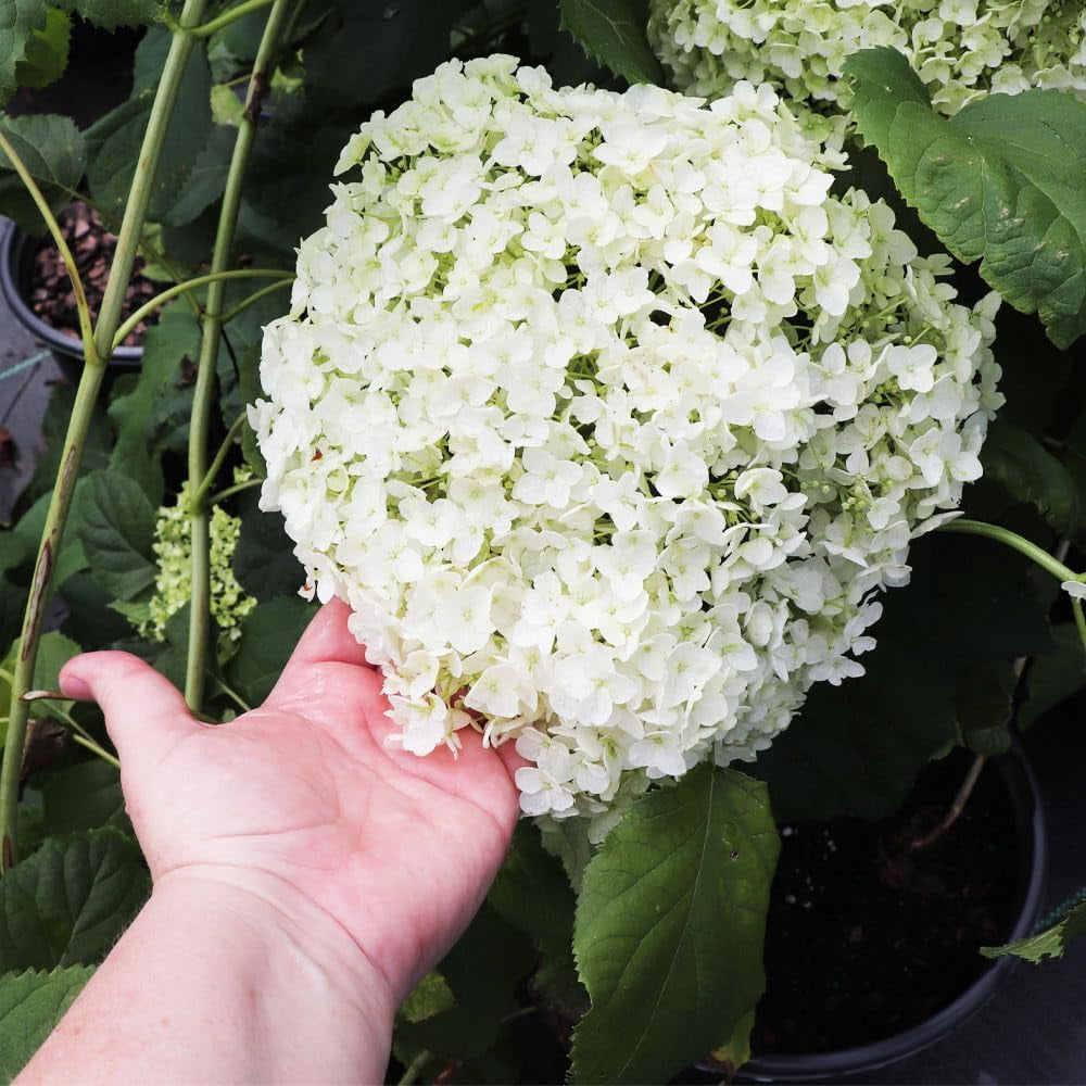 Brighter Blooms - Annabelle Hydrangea Shrub, 1 Qt. - No Shipping To AZ -  Walmart.com