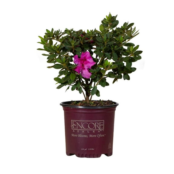 Encore Azalea Autumn Royalty (1 Gallon) Purple Flowering Shrub - Full Sun Live Outdoor Plant