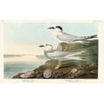 thumbnail image 2 of Audubon, John James 18x13 Black Ornate Wood Framed with Double Matting Museum Art Print Titled - Havells Tern and Trudeaus Tern , 2 of 4