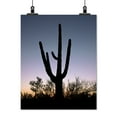thumbnail image 2 of Print: Saguaro Cactus Near Tucson, Arizona, 2008, 2 of 4