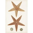 thumbnail image 3 of Unknown 17x24 Black Modern Framed Museum Art Print Titled - Coastal Curiosity I, 3 of 5