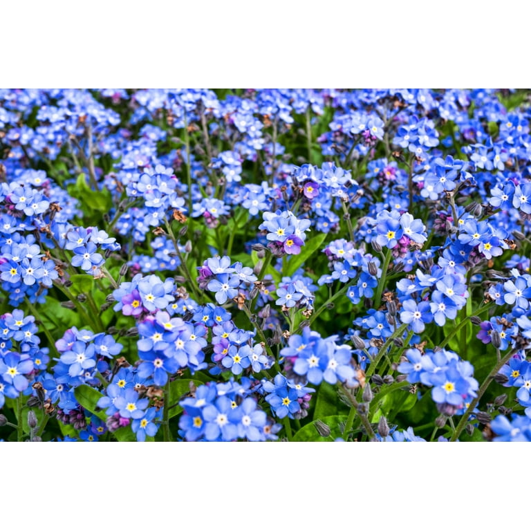 Myosotisページ Amazon.com : Outsidepride Blue Forget Me Not Seeds - 1/8 lb