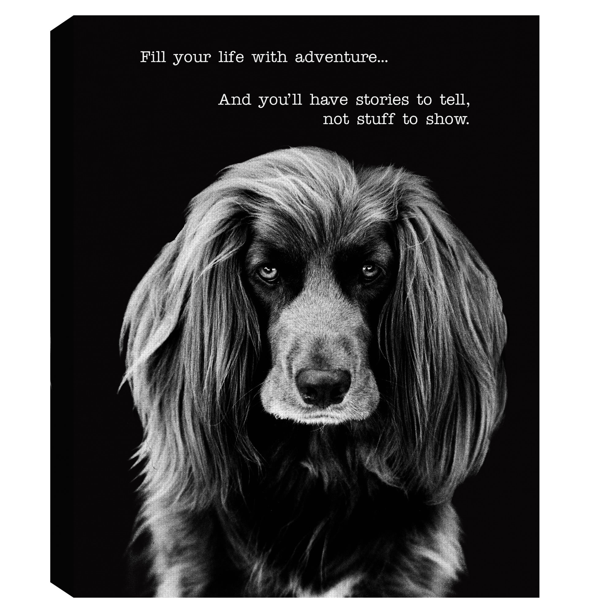 Masterpiece Art Gallery Harry the Dog by Frank Bruynbroek Black and White Canvas Photo Print 16" x 20"