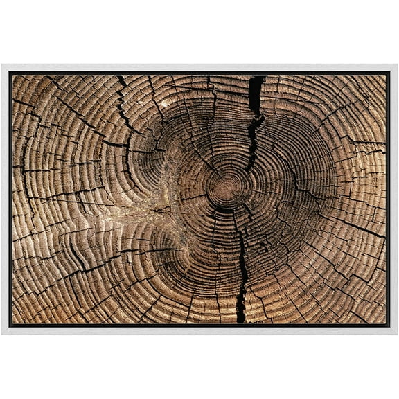 wall26 Framed Canvas Print Wall Art Close Up of Brown Tree Log Wood Rings Nature Wilderness Photography Modern Floral Relax/Calm Multicolor for Living Room, Bedroom, Office - 16"x24" White