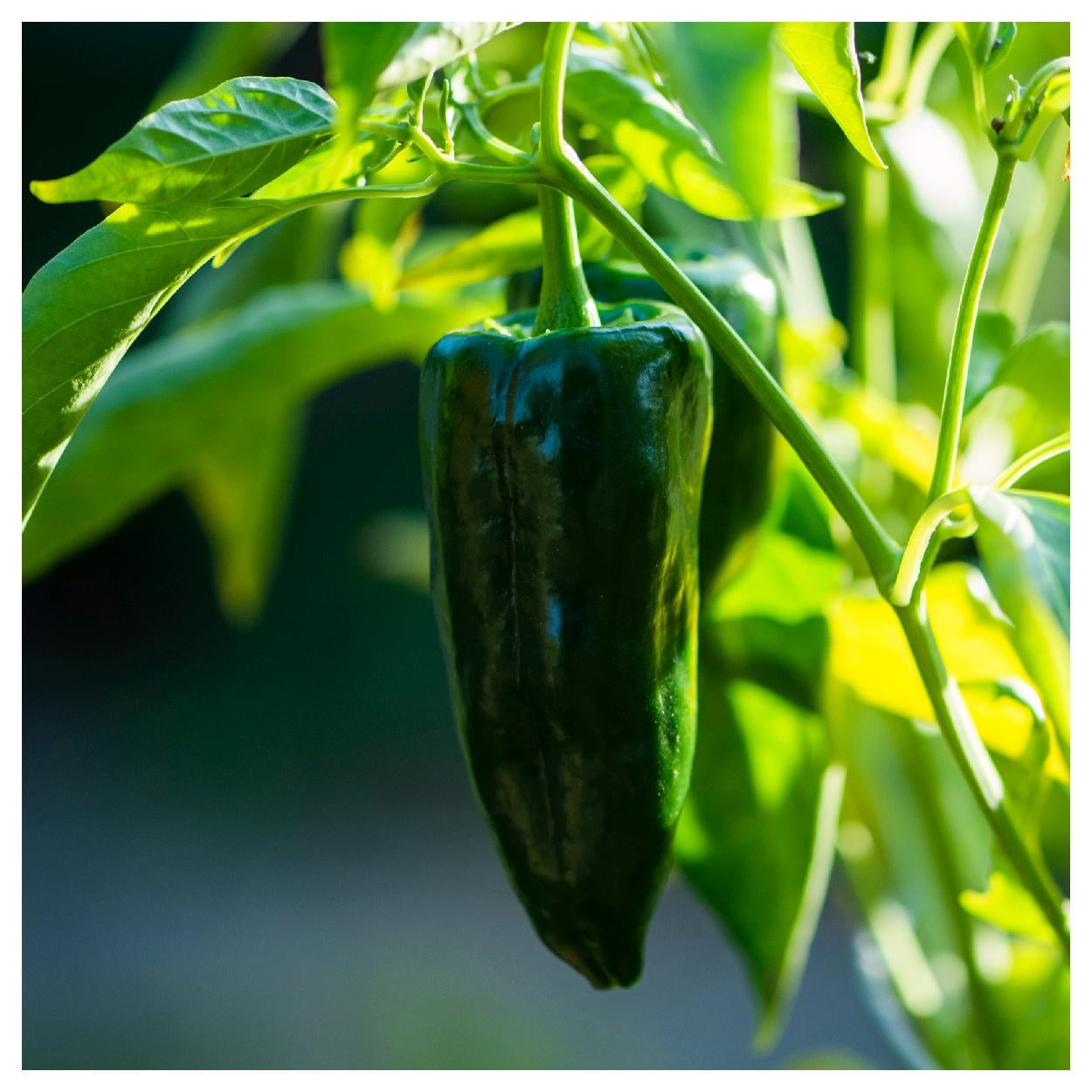 Everwilde Farms - 1/4 lb Anaheim Chile Hot Pepper Seeds - Gold Vault Bulk Seed Packet