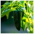 thumbnail image 4 of Everwilde Farms - 50 Anaheim Chile Hot Pepper Seeds - Gold Vault Seed Packet, 4 of 5
