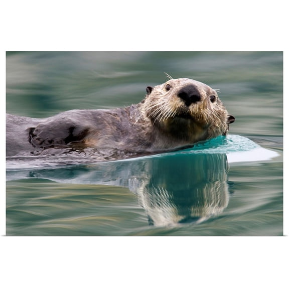 Great BIG Canvas | Rolled Milo Burcham Poster Print entitled Sea otter swimming in glassy calm green water with reflection, Prince William Sound