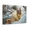 thumbnail image 2 of Funny Yellow Bellied Marmot Silly Yellow Bellied Marmot Scene Outdoor Wall Art Ready to Hang Unframed, 2 of 18