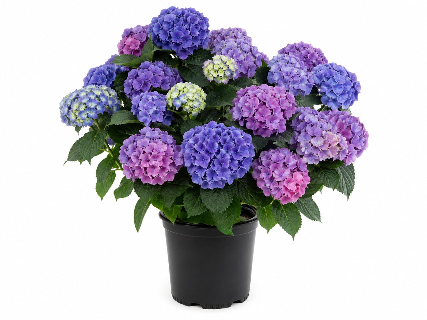 Expert Gardener August Beauty Gardenia Live Shrub, 2.5 qt