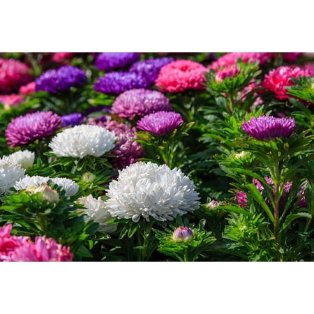China Aster–Assorted–Vibrant Colorful Flowers 1 Quart (Pack of 4)