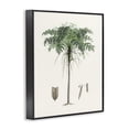 thumbnail image 3 of Stupell Industries Vintage Palm Tree Study Black Framed Giclee Art design by CAD, 30 x 24, 3 of 8