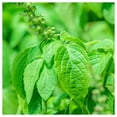 thumbnail image 4 of Everwilde Farms - 2000 Clove Scented Basil Herb Seeds - Gold Vault Jumbo Bulk Seed Packet, 4 of 4