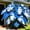 C, variant on Elephant Ears Bulbs , Low Maintenance - Easy Grow - Ideal For Beds Borders, Plant Pots & Planters