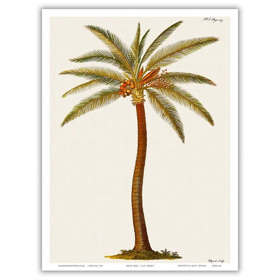 Coconut Palm Tree Cocos nucifera - Griffith Hughes 18th Century Natural History of Barbados - Vintage Botanical Illustration by James Mynde c.1750 - Master Art Print (Unframed) 9in x 12in