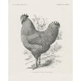 thumbnail image 2 of Wild Apple Portfolio 15x18 Black Ornate Wood Framed with Double Matting Museum Art Print Titled - Vintage Farm Life III, 2 of 4
