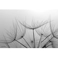 thumbnail image 2 of Deiter, Lori 24x17 White Modern Wood Framed Museum Art Print Titled - Love is a Delicate Flower, 2 of 4