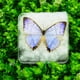 thumbnail image 5 of Especímenes de mariposa Real para decoración del hogar, hermoso marco de fotos transparente, extraíble, coleccionable, regalo, 5 of 5