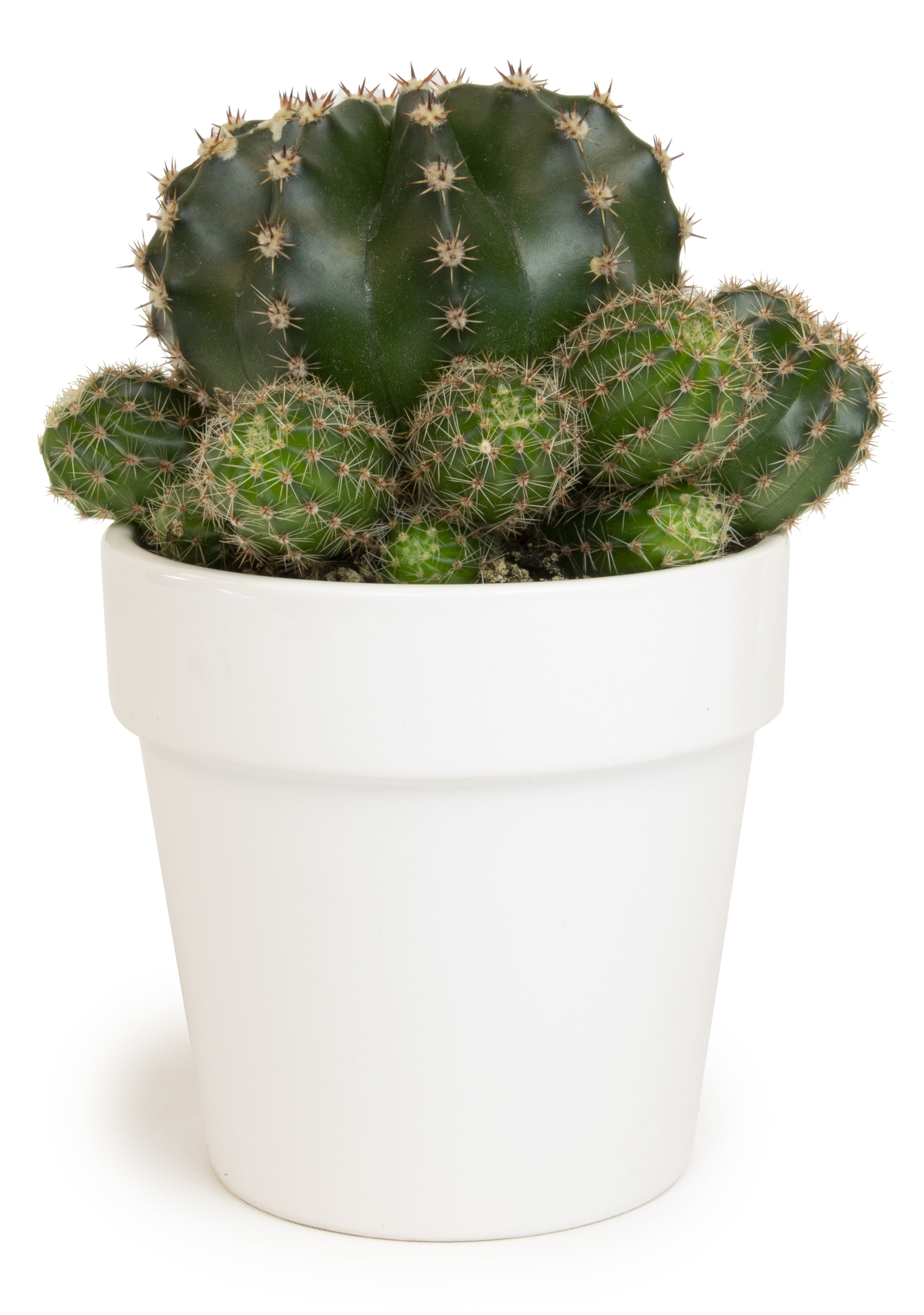 Altman Plants 3.5" Assorted Cactus with White Ceramic Pot