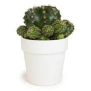 Altman Plants 3.5 Assorted Cactus with White Ceramic Pot