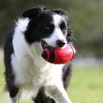 thumbnail image 2 of Pelota de fútbol de goma para perros Nerf Dog con chirriador interactivo Nerf Nerf Dog, 2 of 5