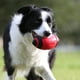 thumbnail image 2 of Pelota de fútbol de goma para perros Nerf Dog con chirriador interactivo Nerf Nerf Dog, 2 of 5