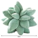 thumbnail image 5 of Suculentas Cactus Throw Pillow Novedad Cojín Suave Casa de Decoración para Juguete Claro 45cm+Suculentas Cactus Throw Pillow Nove perfecl Almohada de cactus suculentas, 5 of 7