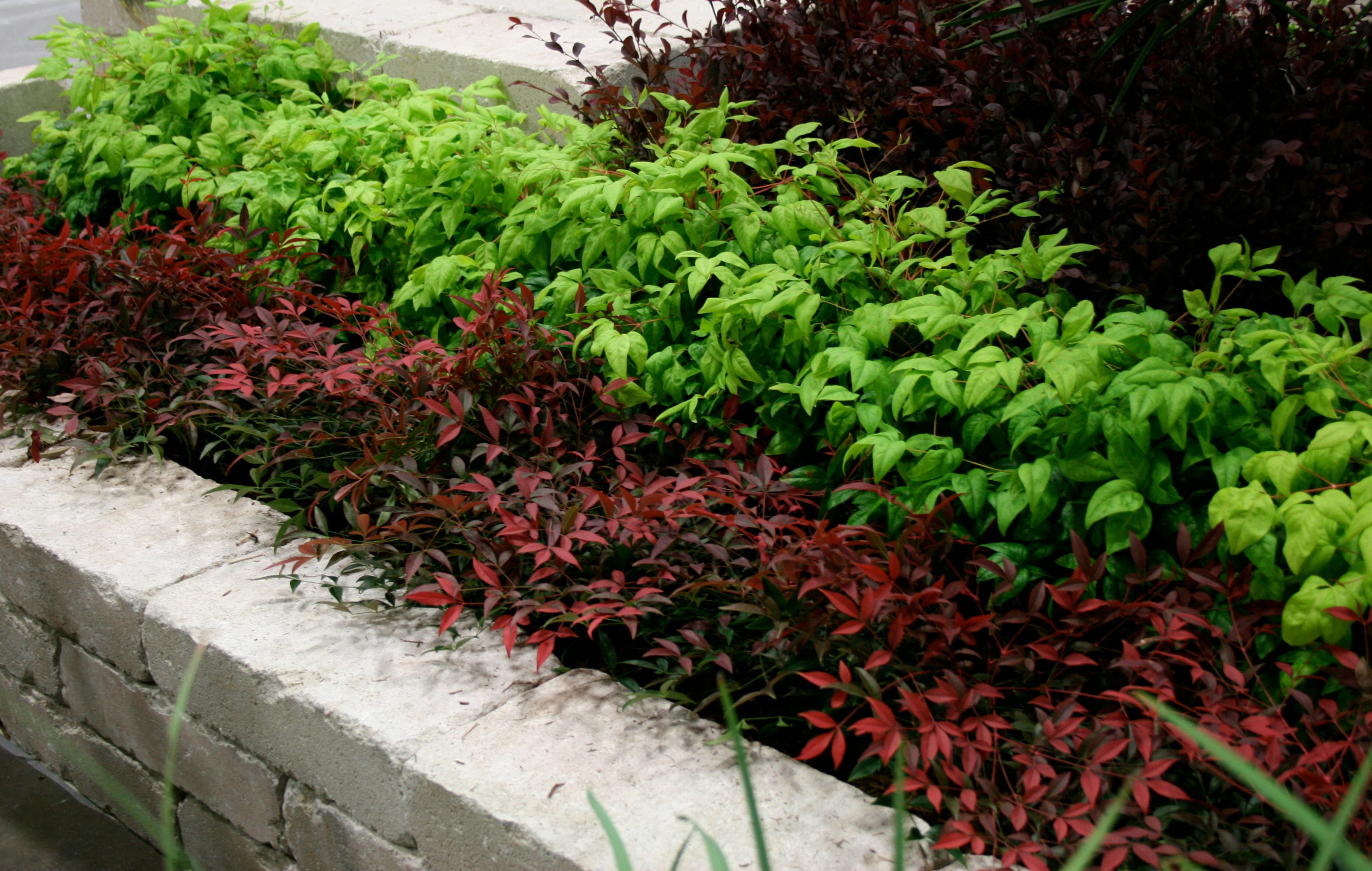 Southern Living Flirt Nandina Live Shrub in 1.5-Gallon Grower Pot