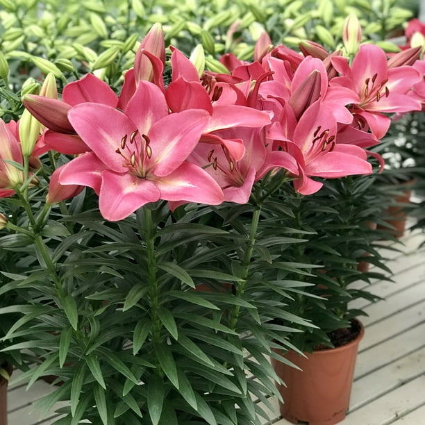 *liLy*さま Lily Summer Sky LA Hybrid Live Perennial Bulbs (5-Pack