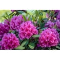 thumbnail image 2 of Rhododendron PJM Elite Star 2 Gal, 2 of 4