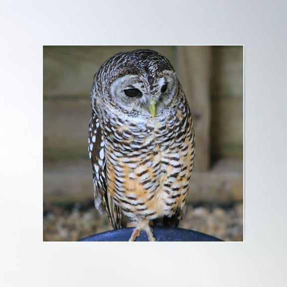 Barred Owl Poster Wall Art, Modern Wall Decor For Living Room Bedroom, 8x12 UNFRAMED
