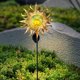 thumbnail image 1 of Lámpara Solar LED Sun Moon Flame Light Retro Iron Landscape Lawn Lamps (C) (Amarillo) Ehuebsd Para estrenar, 1 of 5