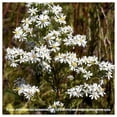 thumbnail image 2 of Everwilde Farms - 1 oz Heath Aster Native Wildflower Seeds - Gold Vault Bulk Seed Packet, 2 of 2