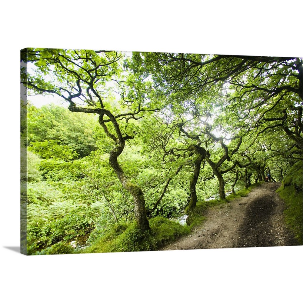 Great BIG Canvas "Dirt Road Through Woods" Canvas Wall Art 36x24