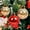 Red, variant on MOQLOM Shiny Pearly Christmas Ball Ornaments, 16Pcs 1.58in Faux Glass ball for Xmas Tree Christmas Decoration(Pink)
