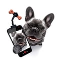 thumbnail image 3 of Liquidation & Promo, Pet Selfie Stick, Camera Attachment, Adjustable Length, Durable Plastic, for Pets, Pet Photography Accessory, Travel Friendly, Universal Compatibility Akmoler Popular Picks, 3 of 5