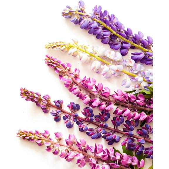 Giant Lupine Seeds - Exotic Flowers - 20  Seeds