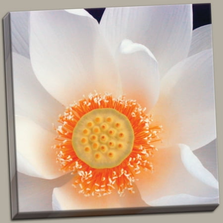 Lotus I Amazing Durable Anemone Beautiful Best Retro Popular Daisy Photograph Canvas (Best Female Abs Photos)